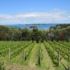 Cable Bay Chardonnay view